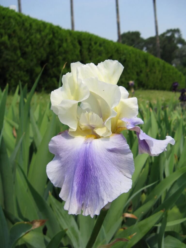 Iris 'Edith Wolford' – zdjęcie rośliny