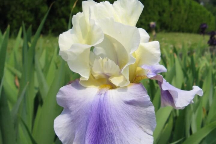 Iris 'Edith Wolford'