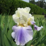 Iris ‘Edith Wolford’ (Iris 'Edith Wolford') – plant photo