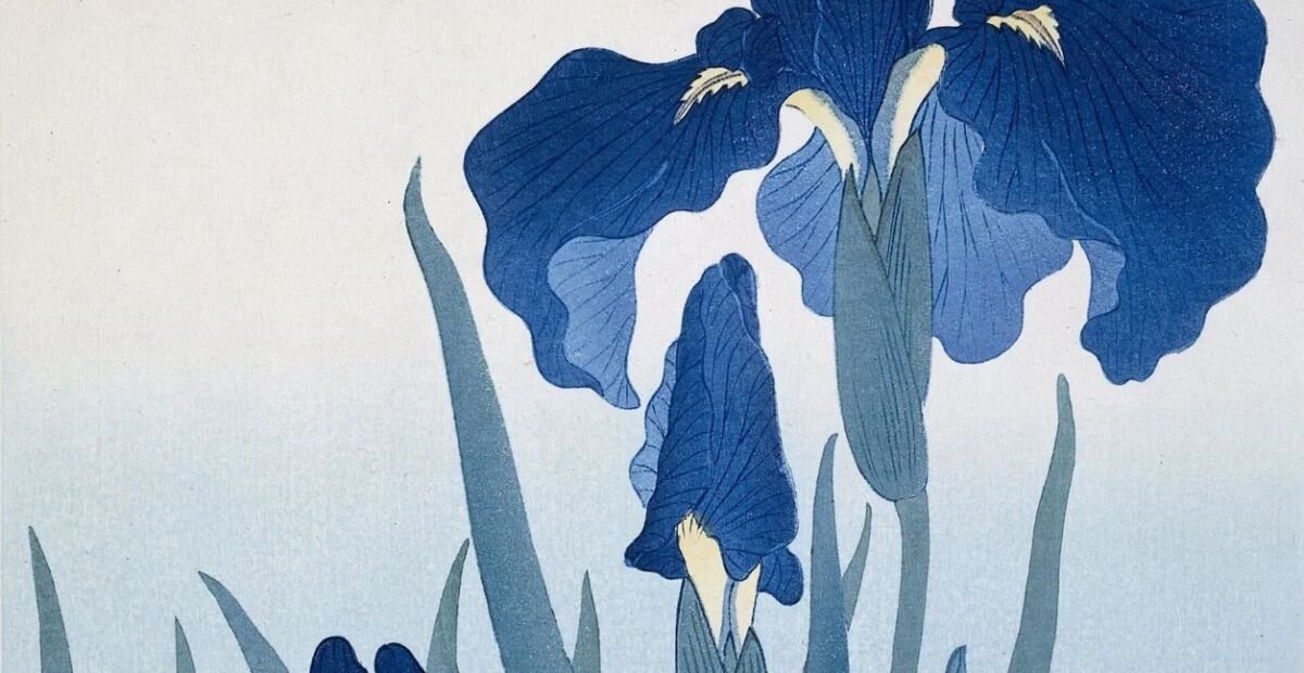 Iris ensata – plant photo