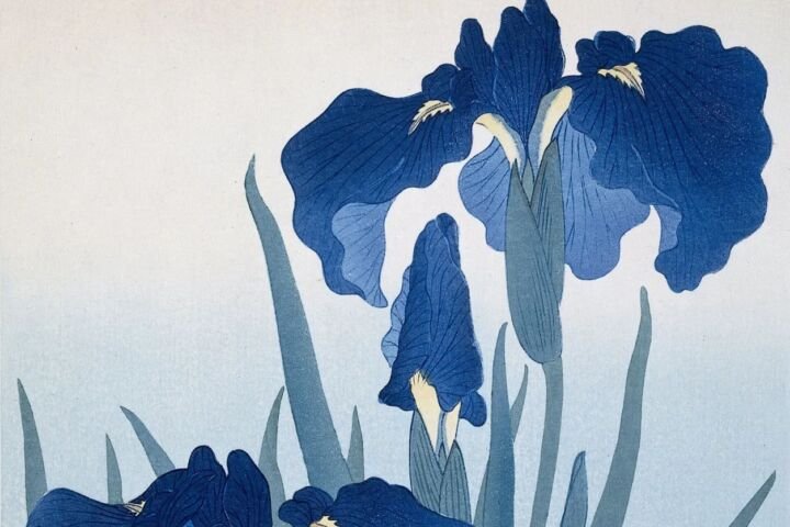 Iris ensata