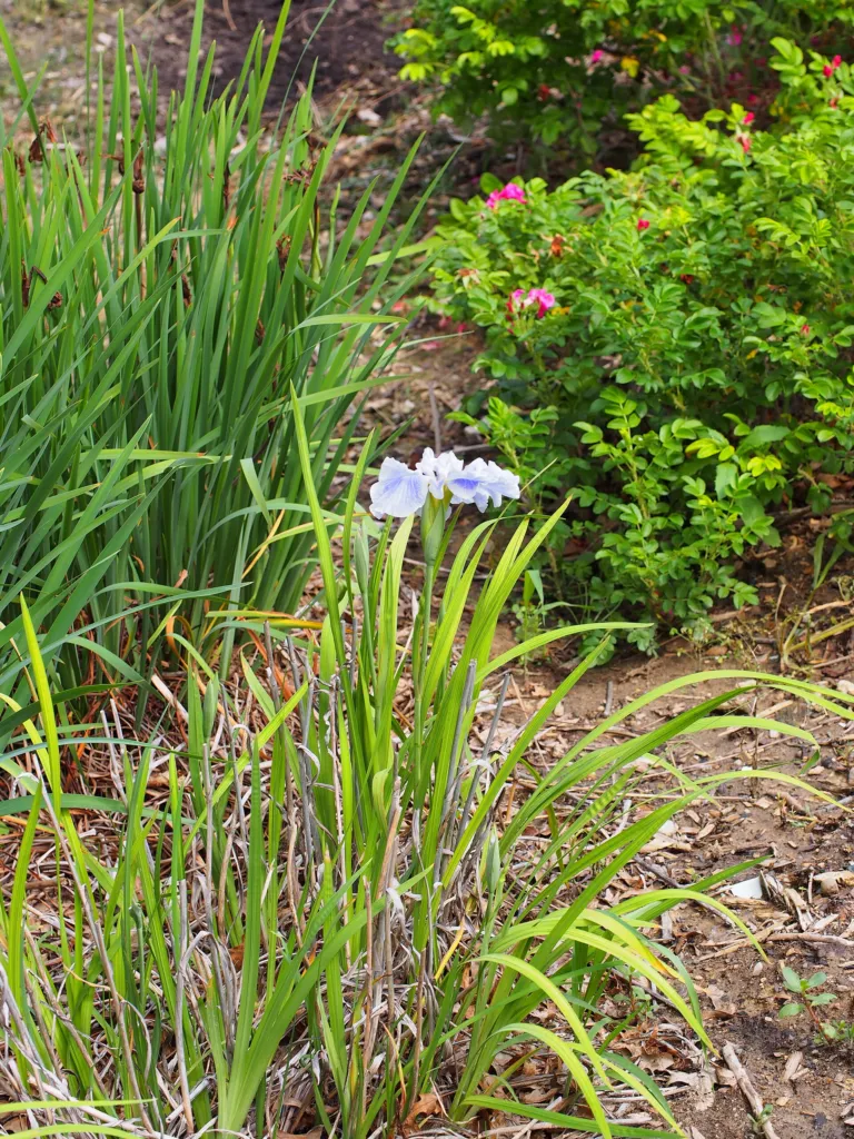 Iris ensata care guide (Iris ensata) – flowers in close-up, plant photo