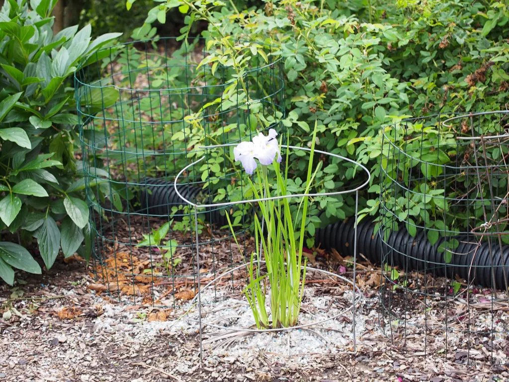 Iris ensata care guide (Iris ensata) – flowers in close-up, plant photo