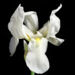 Iris florentina – fotografia rastliny