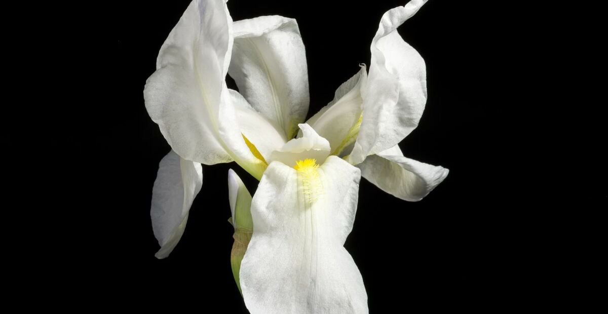 Iris florentina – Pflanzenfoto