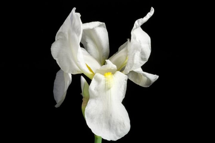 Iris florentina