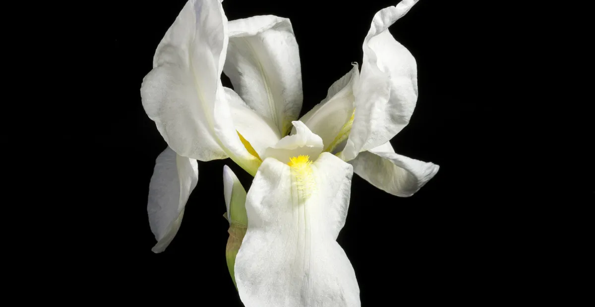 Iris florentina – plant photo