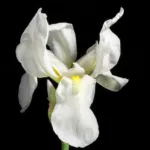 Iris florentina care guide (Iris florentina) – plant photo