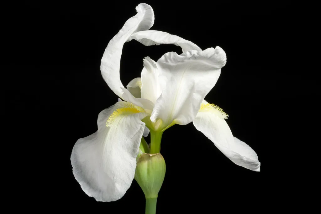 Iris florentina – typický vzhľad, fotografia rastliny