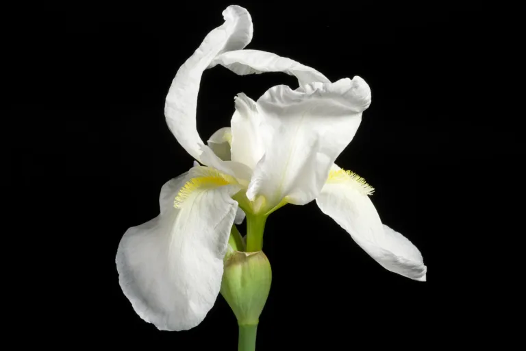 Iris florentina care guide (Iris florentina) – characteristic appearance, plant photo