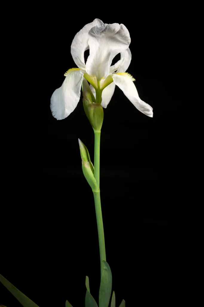 Iris florentina – typický vzhľad, fotografia rastliny
