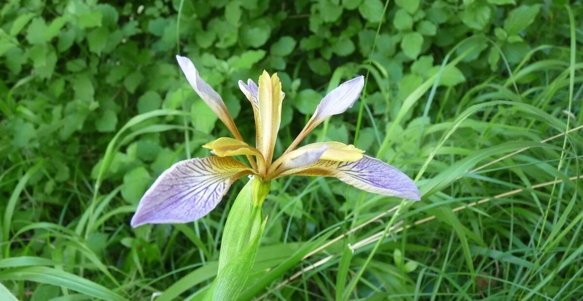 Iris foetidissima – plant photo