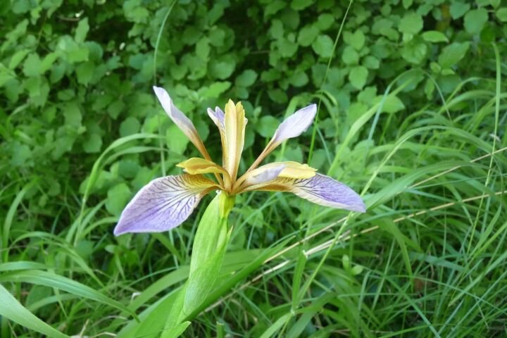 Iris foetidissima