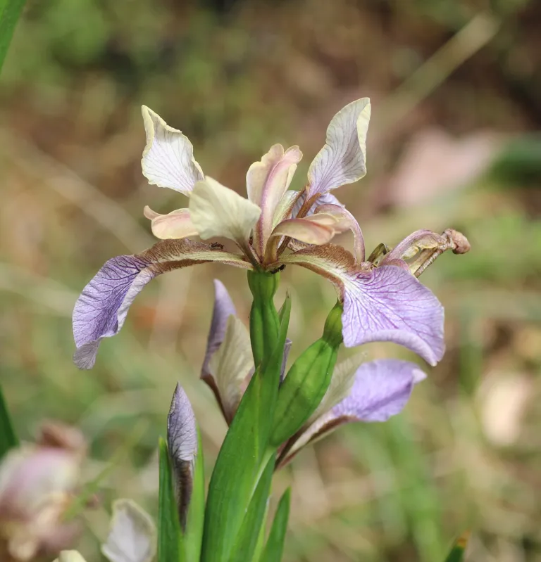 Iris foetidissima care guide (Iris foetidissima) – flowers in close-up, plant photo