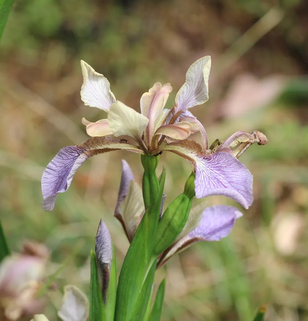 Iris foetidissima – flowers in close-up, plant photo