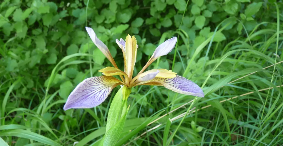 Iris foetidissima – plant photo