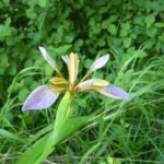 Iris foetidissima care guide (Iris foetidissima) – plant photo