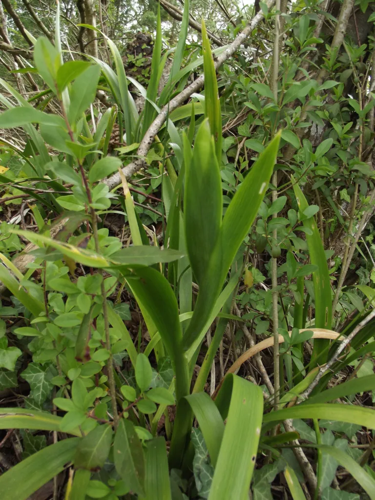 Iris foetidissima – characteristic appearance, plant photo