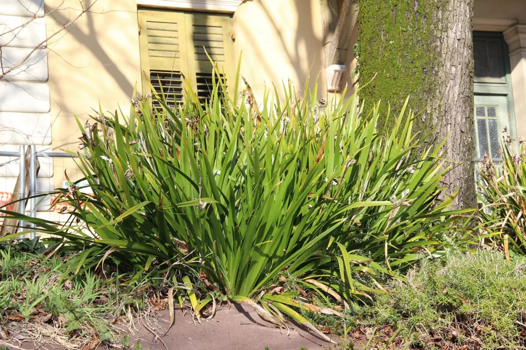 Iris foetidissima – characteristic appearance, plant photo