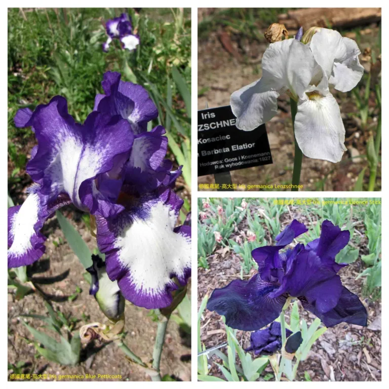 Iris x germanica (Iris germanica) – in a garden setting, plant photo