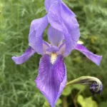 Iris x germanica (Iris germanica) – plant photo
