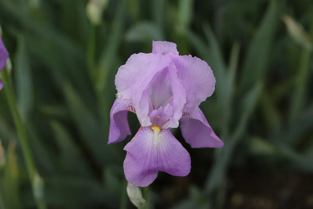 Iris x germanica (Iris germanica) – kvety zblízka, fotografia rastliny