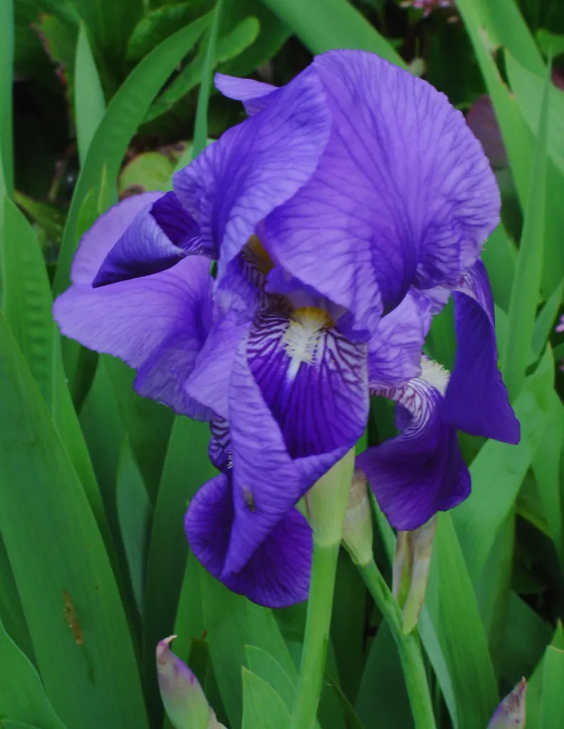 Iris x germanica (Iris germanica) – typický vzhľad, fotografia rastliny