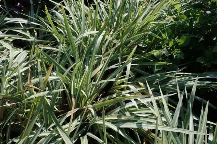 Iris laevigata