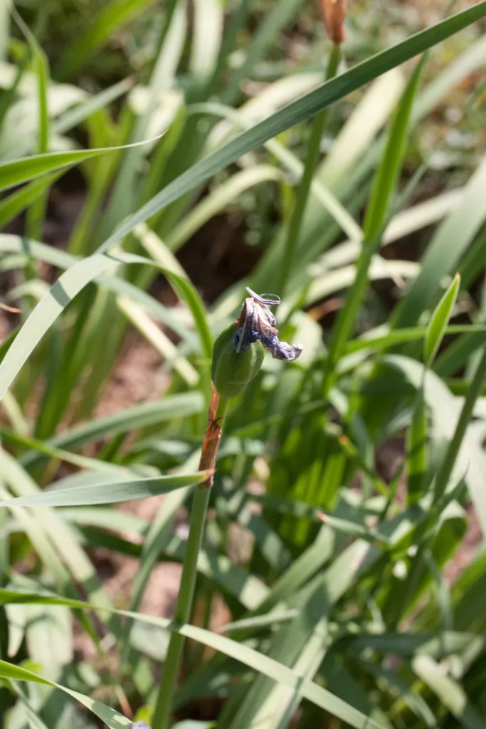 Kosatec vodný (Iris laevigata) – plody zblízka, fotografia rastliny
