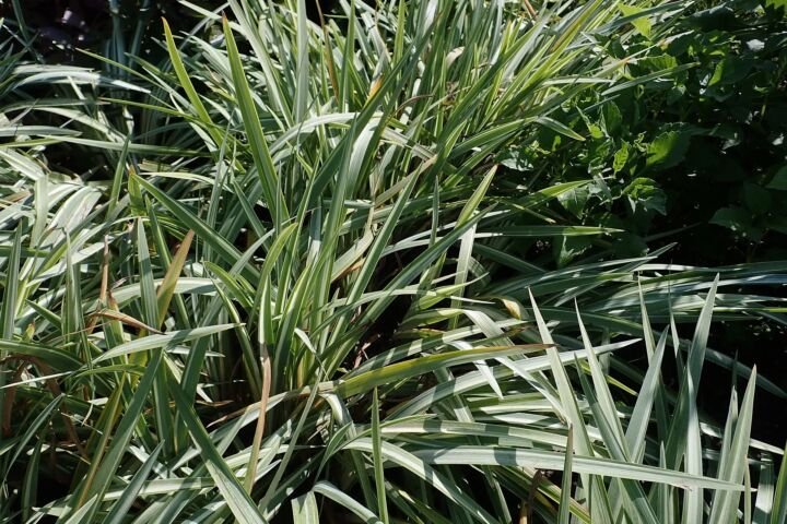Iris laevigata 'Variegata'