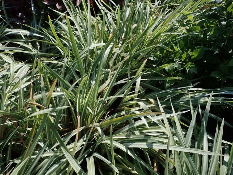 Iris laevigata 'Variegata' – zdjęcie rośliny