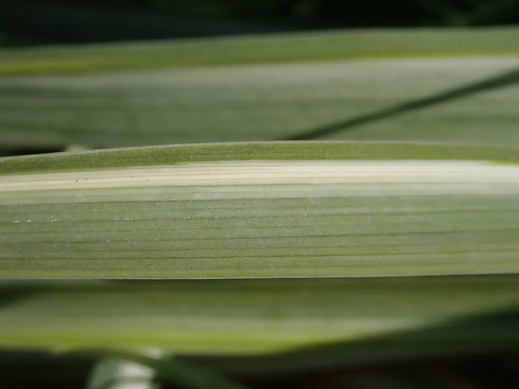 Iris laevigata 'Variegata' – v záhrade, fotografia rastliny