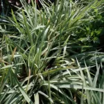 Variegata (Iris laevigata ‘Variegata’) (Iris laevigata 'Variegata') – plant photo