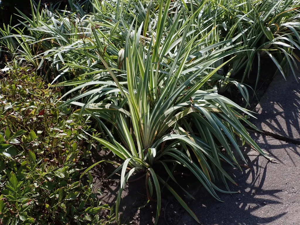 Iris laevigata 'Variegata' – v záhrade, fotografia rastliny