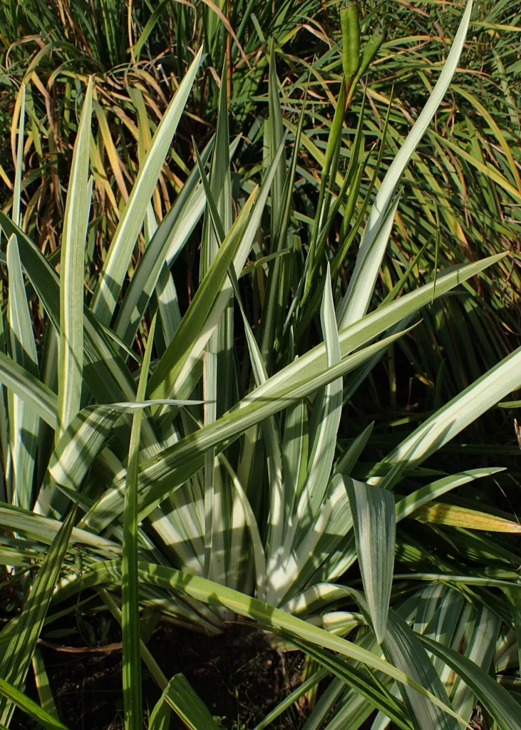 Iris laevigata 'Variegata' – v záhrade, fotografia rastliny