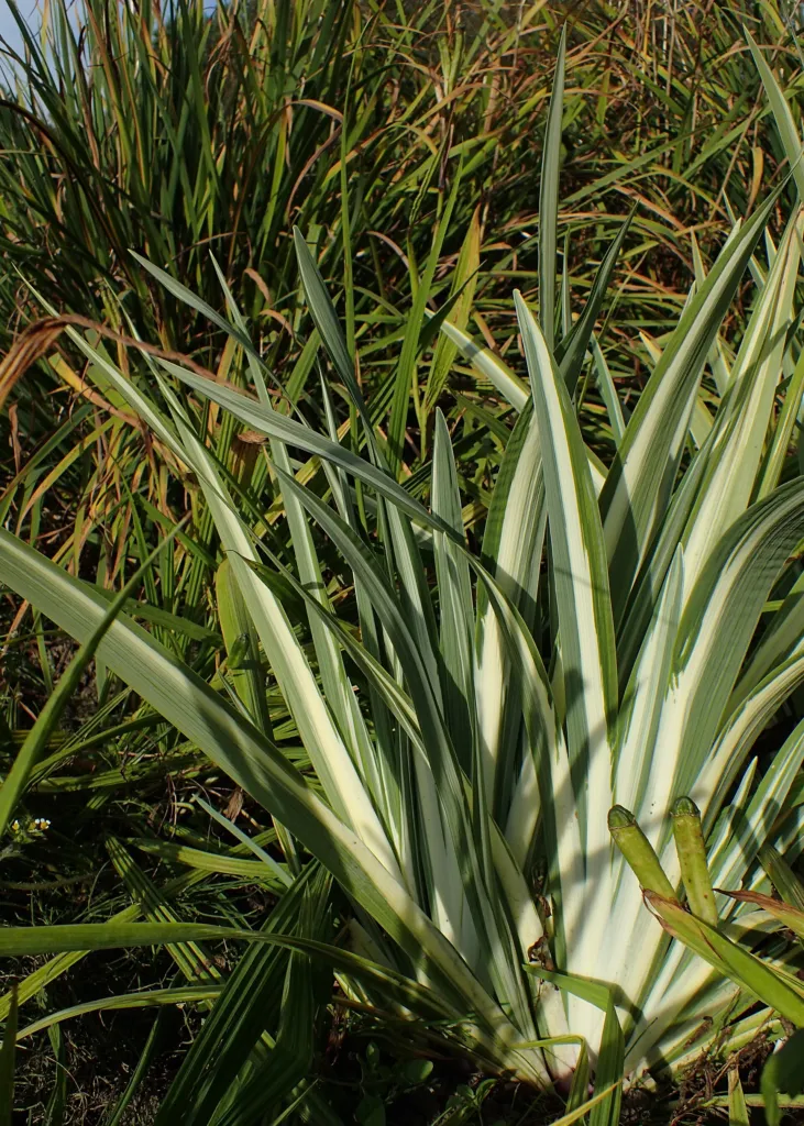 Iris laevigata 'Variegata' – v záhrade, fotografia rastliny