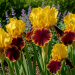 Iris 'Maori King' – fotografia rastliny