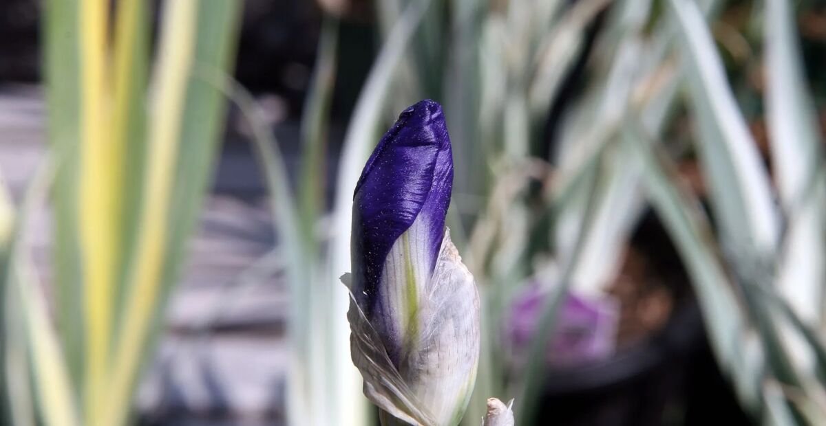 Iris pallida 'Argentea Variegata' – fotografia rastliny