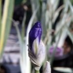 Iris pallida 'Argentea Variegata' – fotografia rastliny