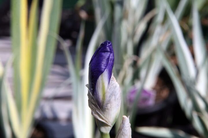 Iris pallida 'Argentea Variegata'