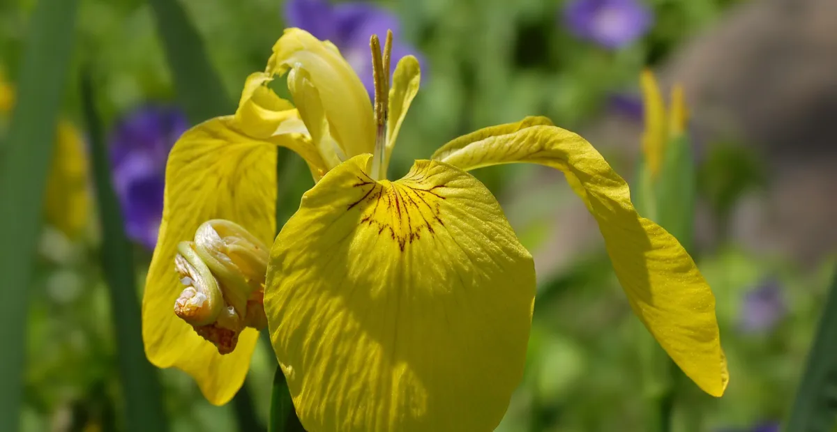 Yellow Iris (Iris pseudacorus) – plant photo