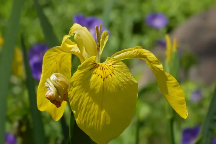 Iris pseudacorus