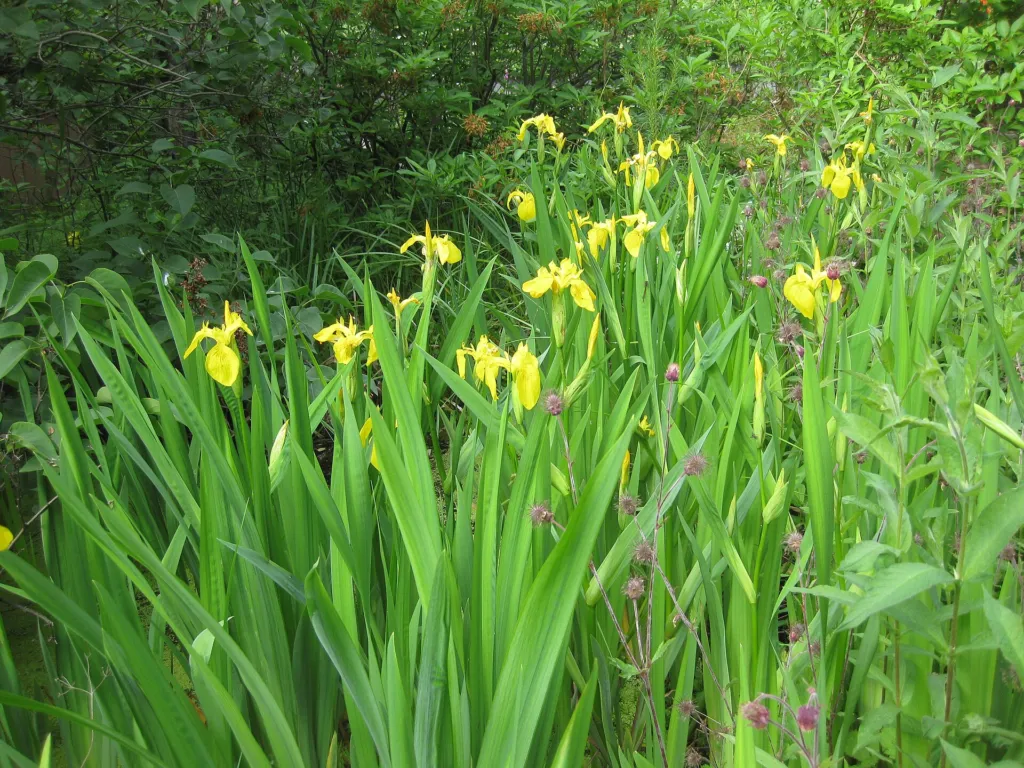 Kosatec žltý (Iris pseudacorus) – typický vzhľad, fotografia rastliny