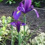Iris 'Purple Sensation' – Pflanzenfoto