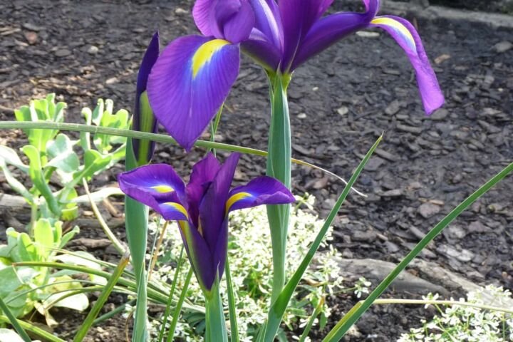 Iris 'Purple Sensation'