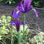 Iris ‘Purple Sensation’ (Iris 'Purple Sensation') – plant photo