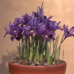Netted Iris (Iris reticulata) – plant photo