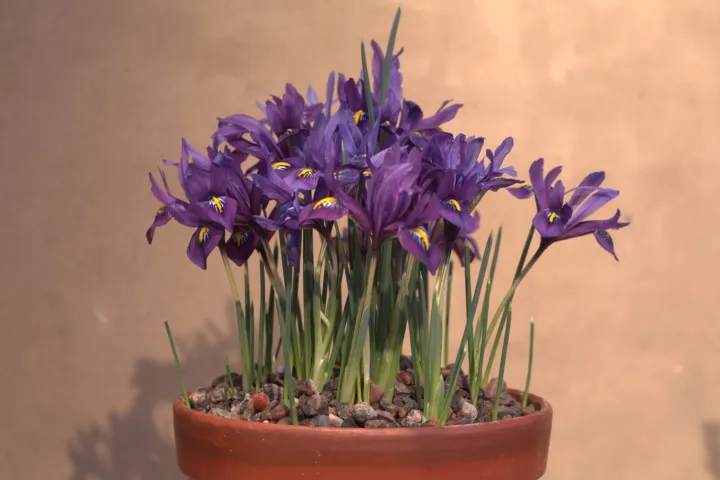 Iris reticulata