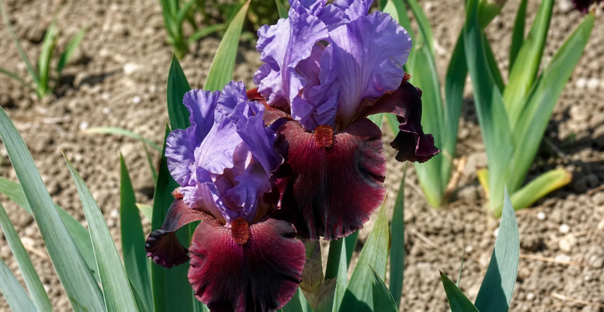 Iris 'Romantic Evening' – fotografia rastliny