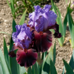 Iris 'Romantic Evening' – zdjęcie rośliny